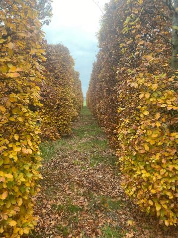 Beukencilinders beschikbaar voor biedingen