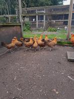 Goudpel Hollandse hoenders, Dieren en Toebehoren, Pluimvee, Meerdere dieren, Kip