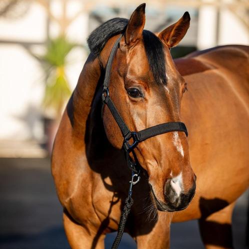 Amigo Halsterset incl. touw, Zwart, Navy, Cob en Full, Dieren en Toebehoren, Paarden en Pony's | Hoofdstellen en Tuigage, Nieuw