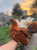 Krielkipjes, chabo’s toom, Dieren en Toebehoren