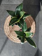 Sanseveria's in pot, Huis en Inrichting, Kamerplanten, Ophalen, Halfschaduw, In pot, Minder dan 100 cm