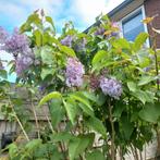 Prachtige lila Sering, Tuin en Terras, Overige soorten, Ophalen, Volle zon