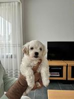 Te koop leuke kleine Maltezer pups, Overige rassen, Meerdere, Meerdere dieren, Nederland