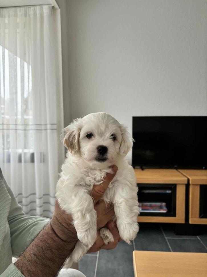 Te koop leuke kleine Maltezer pups, Dieren en Toebehoren, Honden | Jack Russells en Terriërs, Meerdere dieren, Overige rassen