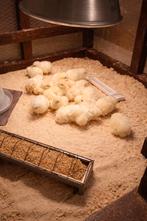 Broedeieren moeders isa brown vaders poulle de bresse, Meerdere dieren, Kip