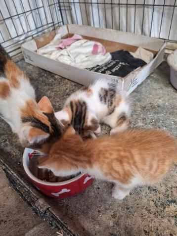 Kittens poesjes beschikbaar voor biedingen