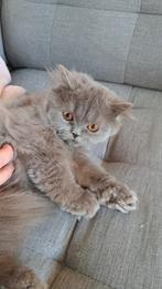 Britse langhaar mag het nestje verlaten!, Dieren en Toebehoren, Katten en Kittens | Raskatten | Korthaar, Meerdere dieren, Ontwormd