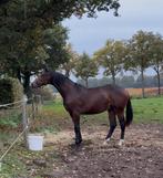 Knappe jaarling hengst, Dieren en Toebehoren, Paarden, Minder dan 160 cm, Gechipt, Dressuurpaard, 0 tot 2 jaar