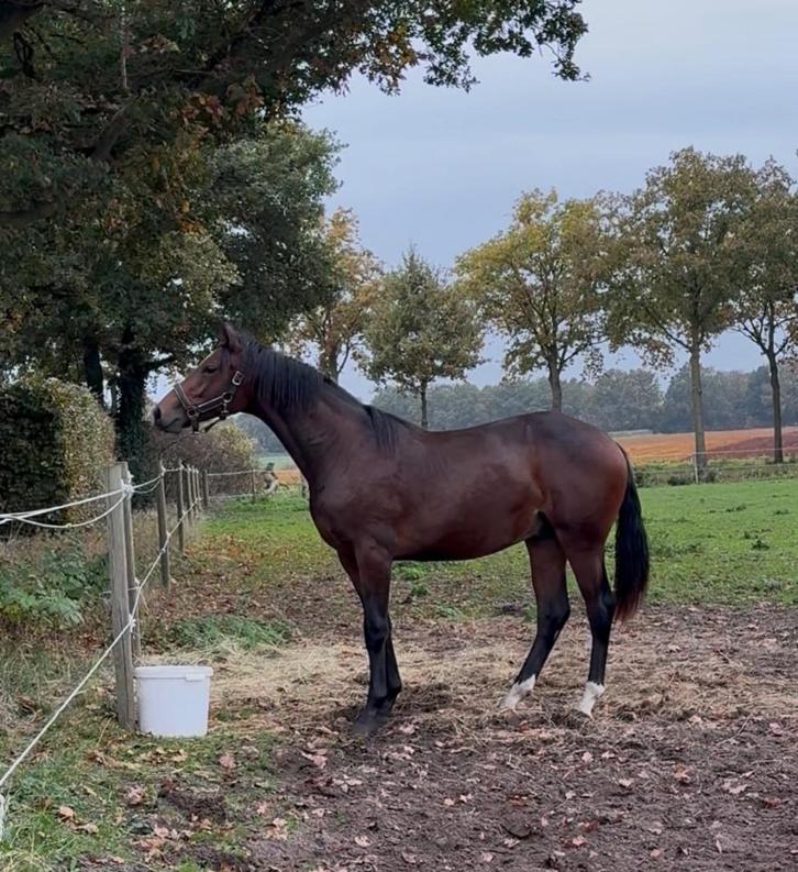Knappe 2 jarige hengst, Dieren en Toebehoren, Paarden, Hengst, Onbeleerd, Minder dan 160 cm, 0 tot 2 jaar, Dressuurpaard, Met stamboom
