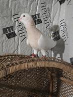 Duiven te koop, Dieren en Toebehoren, Meerdere dieren, Overige soorten