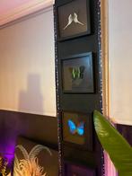 Echte vlinder , ingelijst, Huis en Inrichting, Ophalen, 50 tot 100 cm, Zo goed als nieuw, Minder dan 100 cm