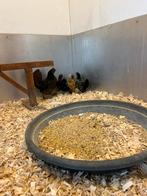 Hollandse kriel hen met 4 kuikens, Dieren en Toebehoren, Pluimvee, Vrouwelijk, Kip
