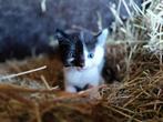 Kittens te koop, Meerdere dieren