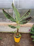 Musa cavendish, Ophalen of Verzenden, Zomer, Overige soorten