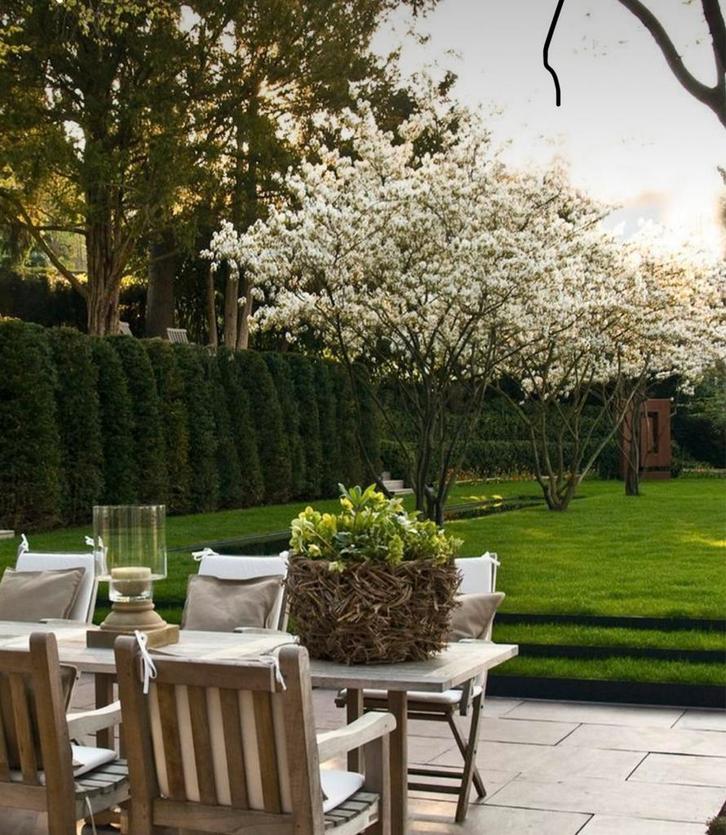 Tuinman Rosmalen aangeboden, Tuin en Terras, Planten | Bomen, Overige soorten, Minder dan 100 cm, Volle zon, Zomer, Ophalen