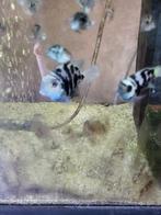 Blue parrot papegaai ciclide, Dieren en Toebehoren, Vis, Zoetwatervis