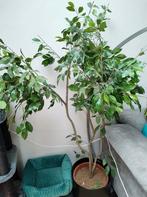 Kunstplant kunstboom eucalyptus, Ophalen, Overige soorten, 150 tot 200 cm