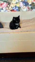 zwart katertje 12 weken, Meerdere dieren, 0 tot 2 jaar