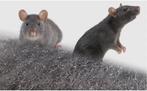Last van ratten of muizen?, Dieren en Toebehoren, Knaagdieren, Rat, Meerdere dieren, Tam, September