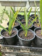 Kamerplant Dadelpalm zaailingen, Huis en Inrichting, Kamerplanten, Palm, Ophalen of Verzenden, In pot, Minder dan 100 cm