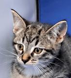 Prachtige Europese korthaar kittens, Dieren en Toebehoren, Katten en Kittens | Overige Katten, Kater, Kortharig, 0 tot 2 jaar