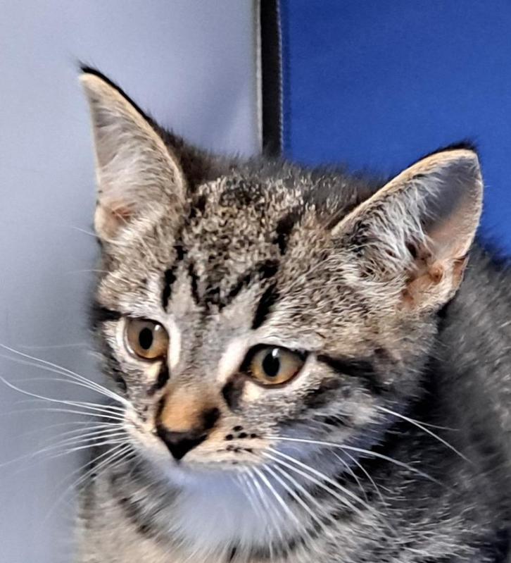 Prachtige Europese korthaar kittens, Dieren en Toebehoren, Katten en Kittens | Overige Katten, Kortharig, Kater, 0 tot 2 jaar
