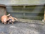 Konijnen Rammen duitse reus x hangoor, Dieren en Toebehoren, Konijnen, Mannelijk, Groot, Hangoor, 0 tot 2 jaar
