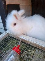 2 langharige konijnen, Dieren en Toebehoren, Knaagdieren, Meerdere dieren, Overige typen, Voor 1 juli 2024, Tam