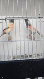Kanaries harlekijn koppel, Meerdere dieren, Postuurkanarie