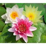 vijverplanten, zuurstofplanten, waterlele`s, Ophalen of Verzenden, Zomer, Vijverplanten, Volle zon