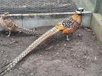 Koningsfazant haan, Dieren en Toebehoren, Pluimvee, Mannelijk, Overige soorten