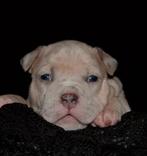 American bully pups, Dieren en Toebehoren, Honden | Bulldogs, Pinschers en Molossers, Overige rassen, CDV (hondenziekte), 8 tot 15 weken