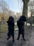 Labradoodle pups nog 2 reutjes beschikbaar, 8 tot 15 weken, Meerdere, Nederland, Particulier