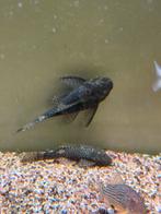 Borstelneus Ancistrus (algeneter), Dieren en Toebehoren, Vis, Zoetwatervis