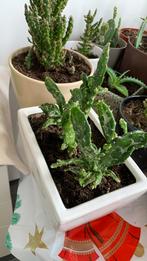 Cactus plant met pot €10, Huis en Inrichting, Kamerplanten, Ophalen, Cactus, Volle zon, Minder dan 100 cm