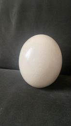 Struisvogel ei, Ophalen of Verzenden, Zo goed als nieuw