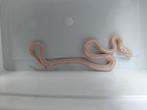 Korenslangen snow het. Sunkissed en anery het amel/sunkisse, Dieren en Toebehoren, Slang