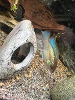 Blauwe acara, Dieren en Toebehoren, Vissen | Aquariumvissen, Kreeft, Krab of Garnaal