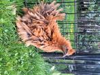Leuke cochin x zijdehoen hennen, Dieren en Toebehoren, Pluimvee, Vrouwelijk, Kip