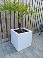 Nieuwe stalen plantenbak / bloembak 50x50x50 en 60x60x60, Ophalen of Verzenden, Nieuw, Rond, Minder dan 60 cm