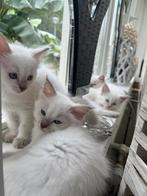Prachtige bluepoint ragdoll kittens met stamboom, Dieren en Toebehoren, Katten en Kittens | Raskatten | Korthaar, Kater, Gechipt