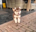 Prachtige Sociale Pomsky pups Nog 2 !, CDV (hondenziekte), 8 tot 15 weken, Poolhond, Meerdere