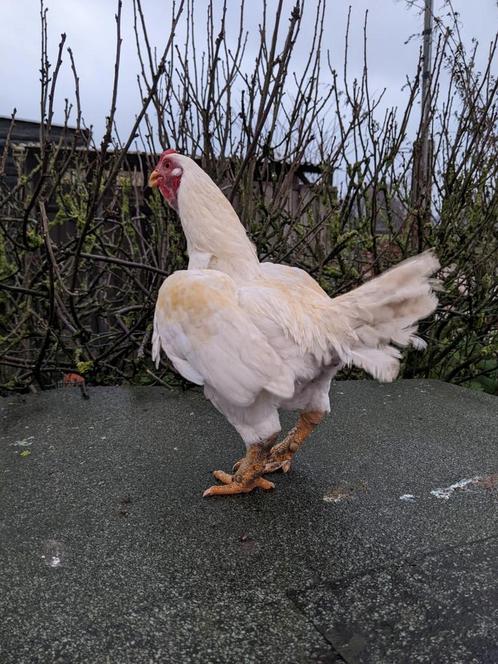 Trio Indische krieltjes, Dieren en Toebehoren, Pluimvee, Kip, Vrouwelijk