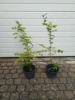 Goed gewortelde beuk, Ophalen, Beukenhaag, 100 tot 250 cm