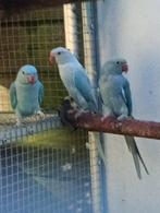 Halsbandparkieten, Dieren en Toebehoren, Vogels | Parkieten en Papegaaien, Vrouwelijk, Parkiet