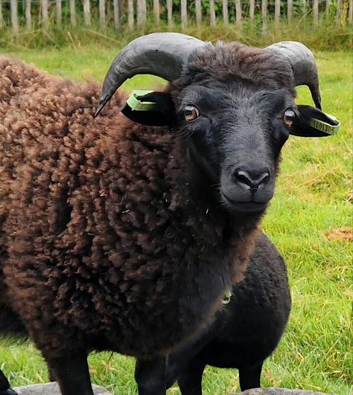 Te koop: Stamboek ram Michel bloedlijn!!, Dieren en Toebehoren, Schapen, Geiten en Varkens, Schaap, Mannelijk