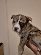 Bulldog pups, Particulier, Meerdere, 8 tot 15 weken, Meerdere dieren