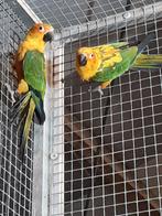 Zonparkiet  zonparkieten, Dieren en Toebehoren, Vogels | Parkieten en Papegaaien, Meerdere dieren, Parkiet, Geringd