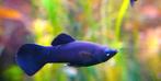 Volwassen koppel: Black Molly, Vis, Zoetwatervis