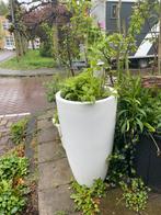 Elho bloempot met wilde marjolein & koekoeksbloem. Gifvrij, Ophalen